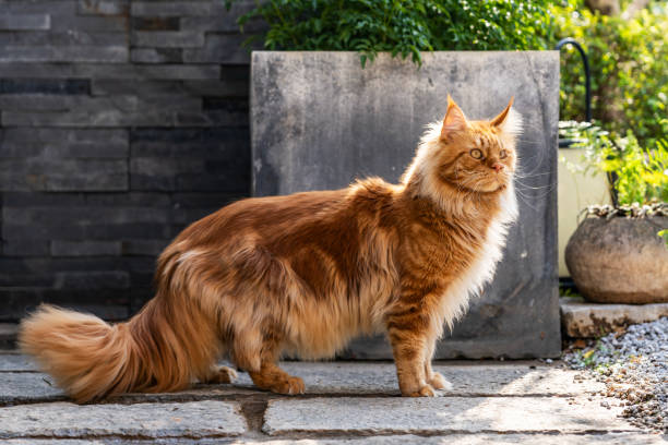 maine coon cat